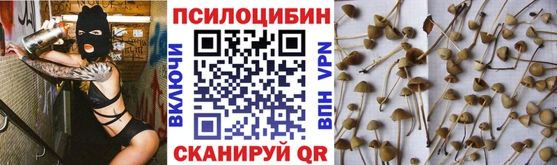 наркошоп  Игарка  Галлюциногенные грибы Psilocybine cubensis 